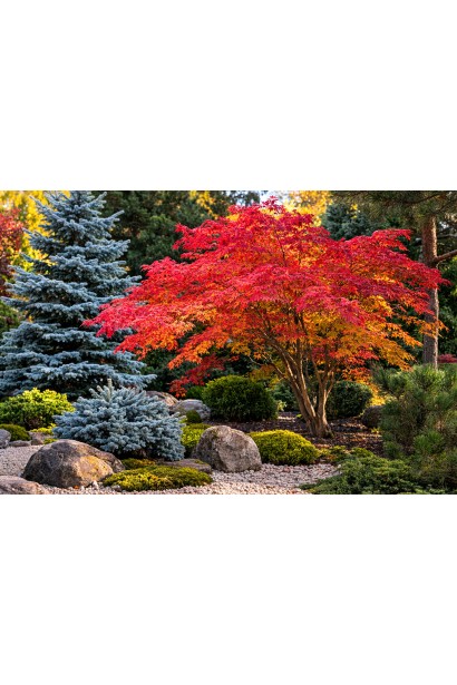 Клен ложнозибольдів Арктік Джейд в саду